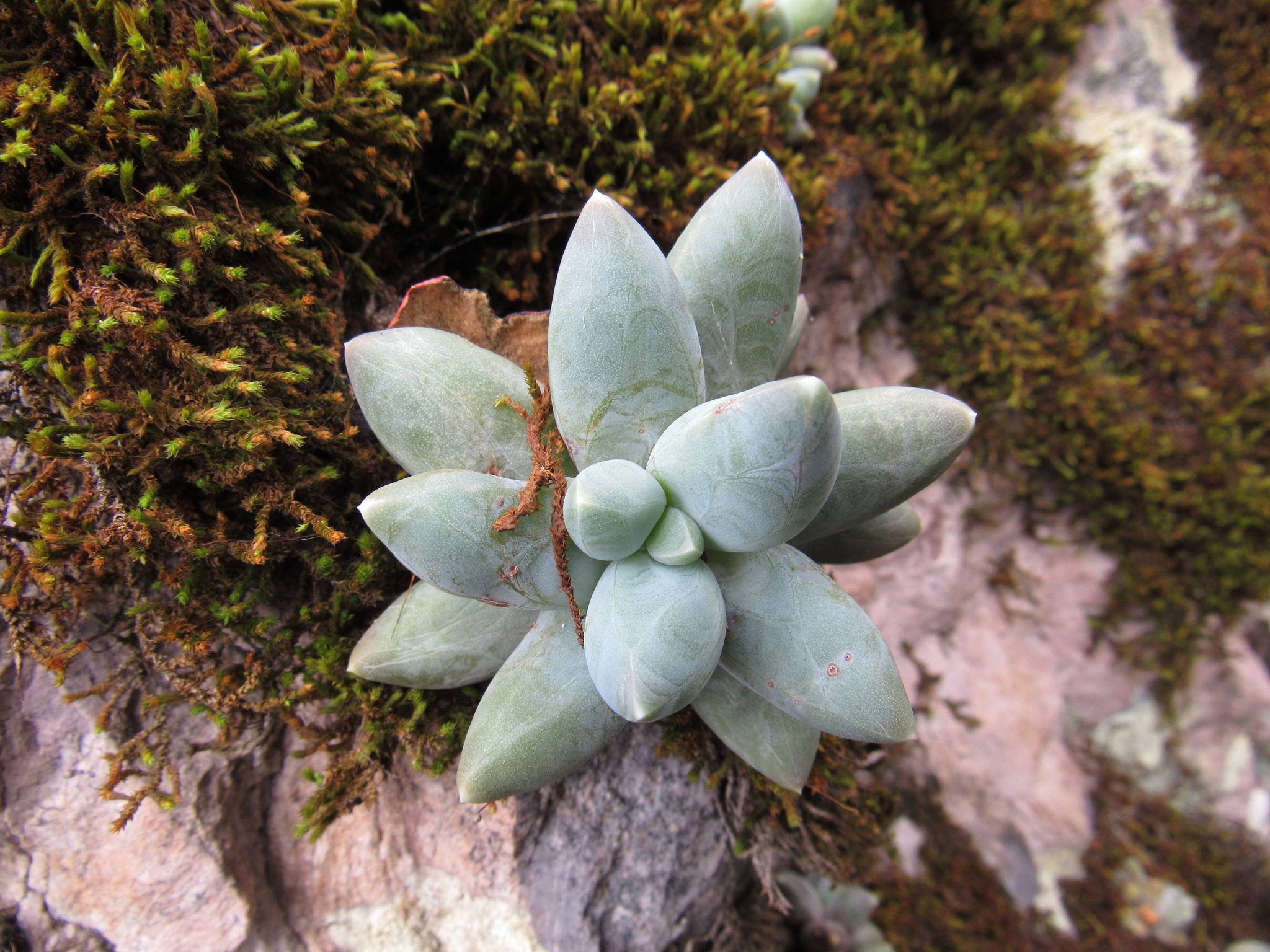 Pachyphytum compactum